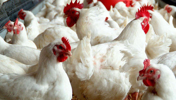 Dev gıda şirketi satıldı