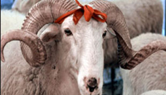 Kızılay kurban fiyatlarını açıkladı