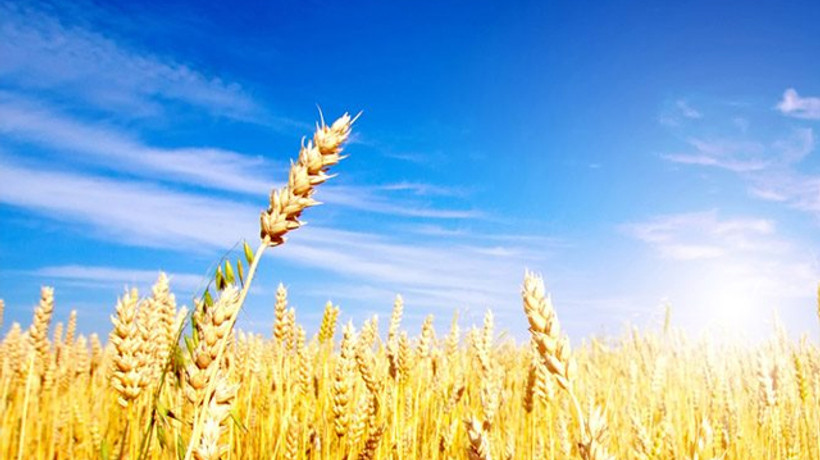 Türkiye'den Rusya'ya buğday hamlesi