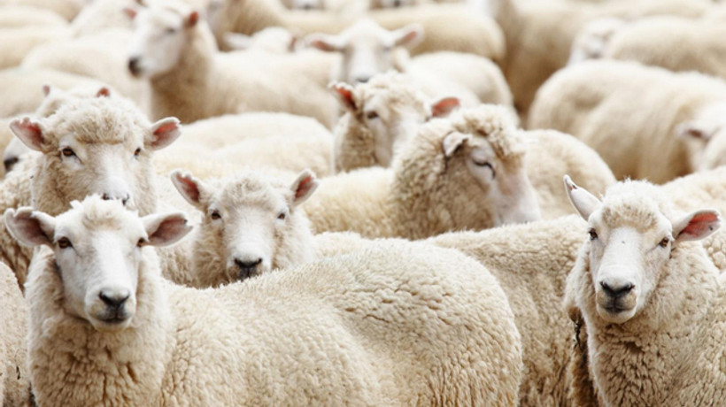 Kurban etini 24 saat sonra parçalayın!