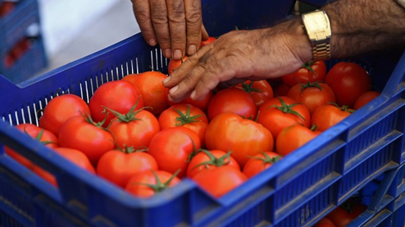 'Domates fiyatı hafta sonundan itibaren düşer'