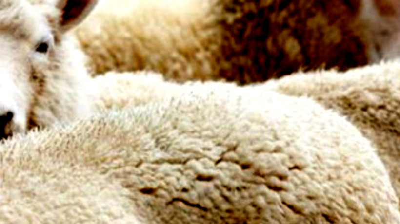 Kurban Bayramınız mübarek olsun!