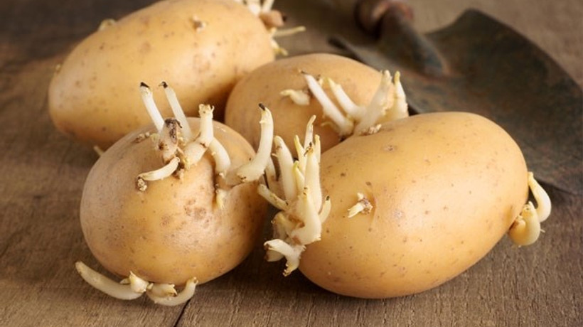 Dikkat! Patates zehirleyebilir