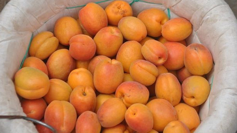 Kayısıda rekolte beklentisi yüksek