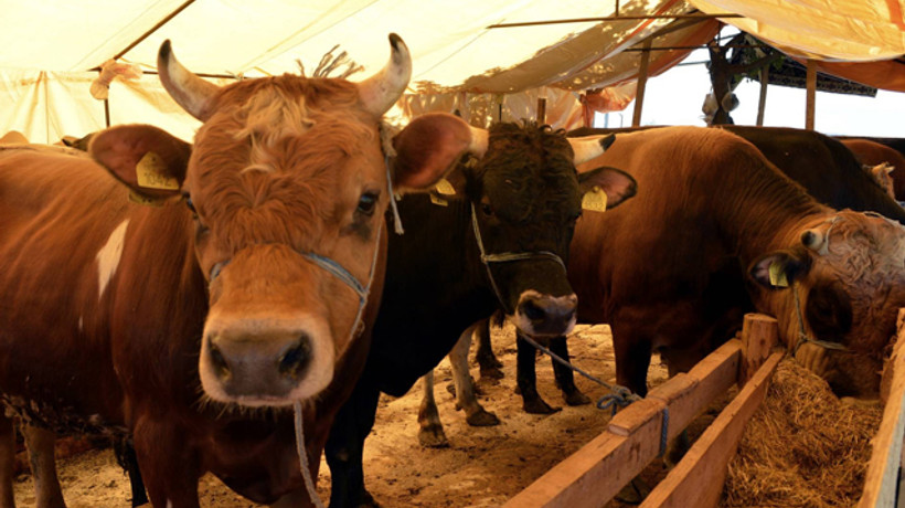 Kurbanlık fiyatları cep yakacak!