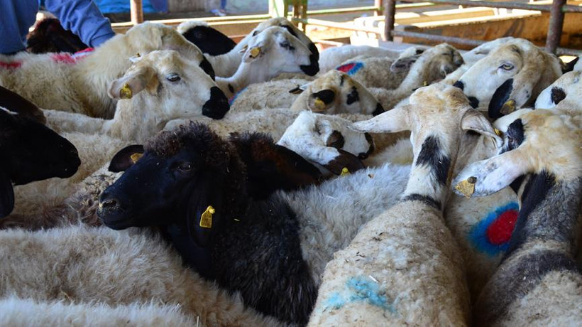'Küçük ve büyükbaş hayvanlarımız yeterli'