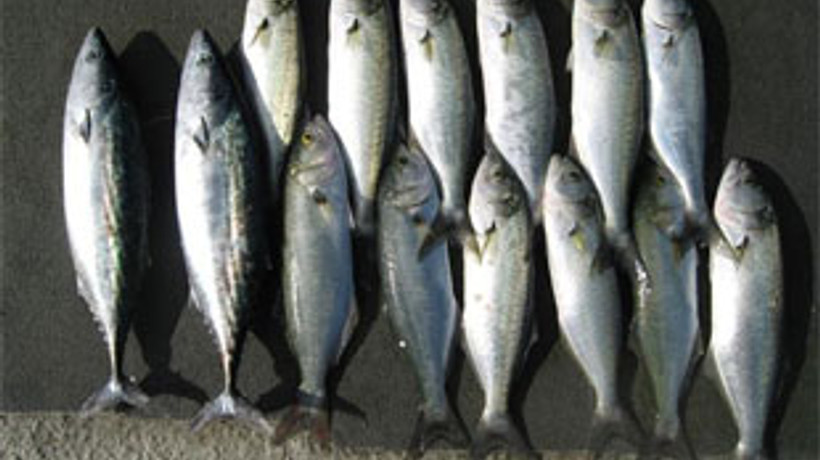 Lüfer 30 liraya çıktı!