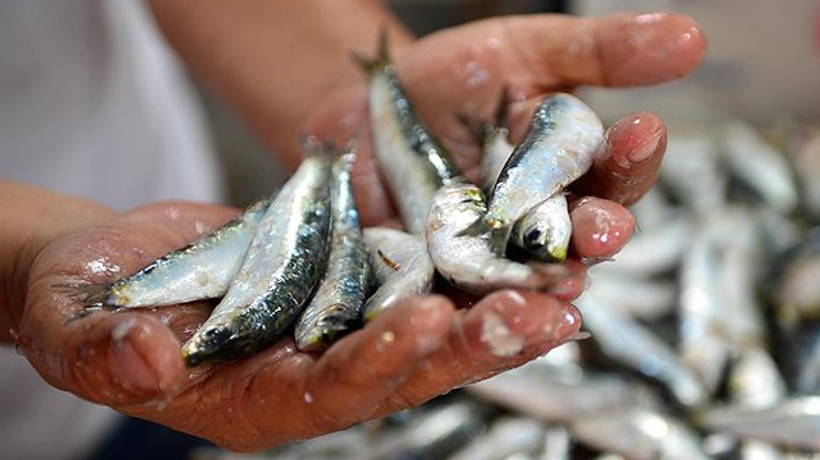 Hamsinin fiyatı 25 TL'ye çıkabilir