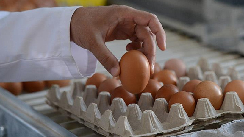 Köy yumurtası 'hilesi' bitecek