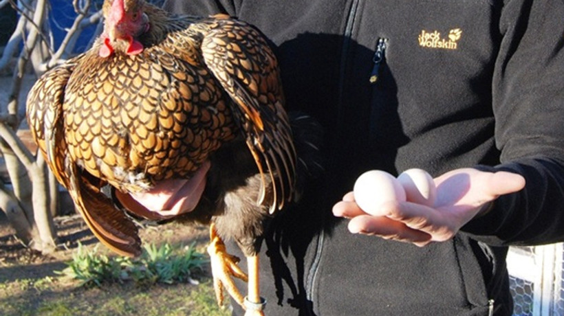 Tanesi 40 liradan kapış kapış satılıyor