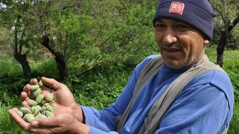 Datça'da çağla badem hasadı başladı