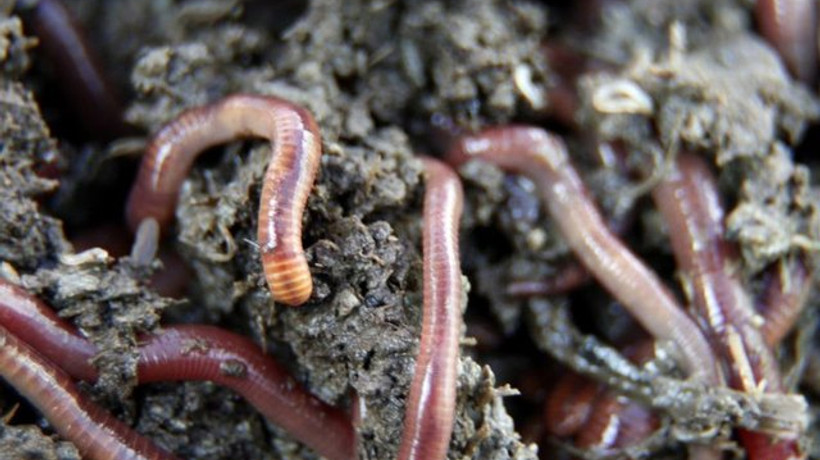 Yılda 30 ton üretiyor, kilosunu 4 TL'den satıyor