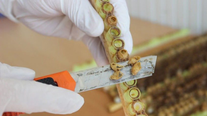 Arı sütünün kilosu 4 bin liraya satılıyor