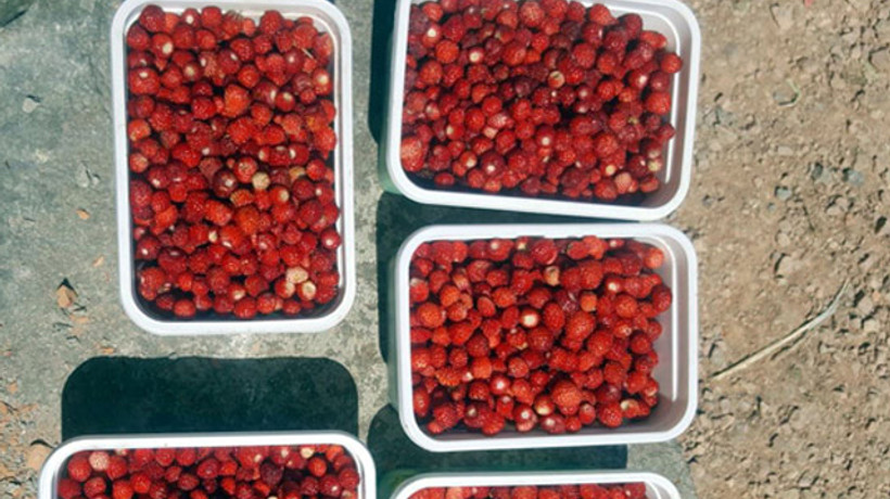 Kilosu 100 lira! Tezgaha gelir gelmez bitiyor...