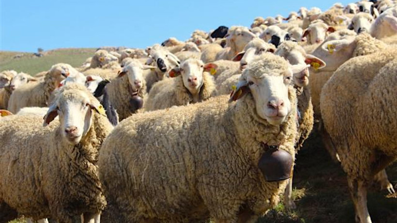 Kurbanlık fiyatları belli oldu