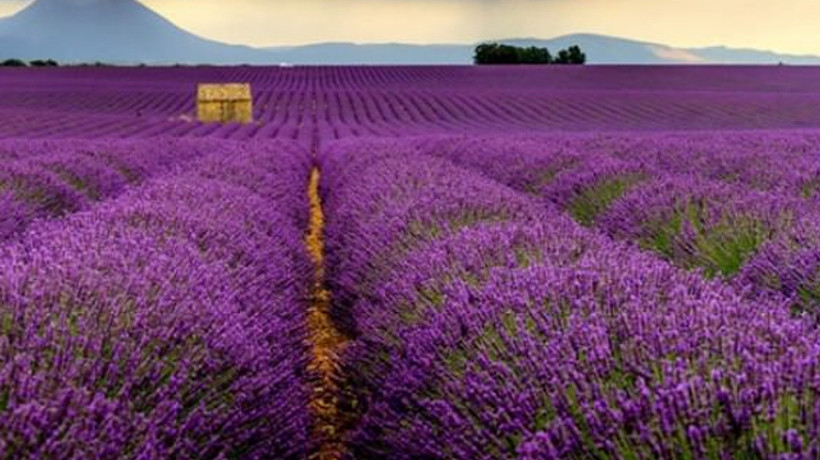 Mor tarlalara akın!