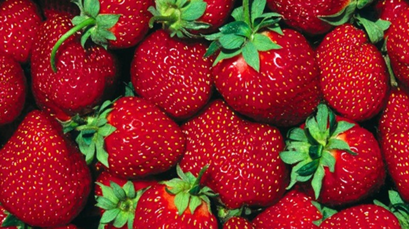 Sason'un kaderi 'çilek'le değişti