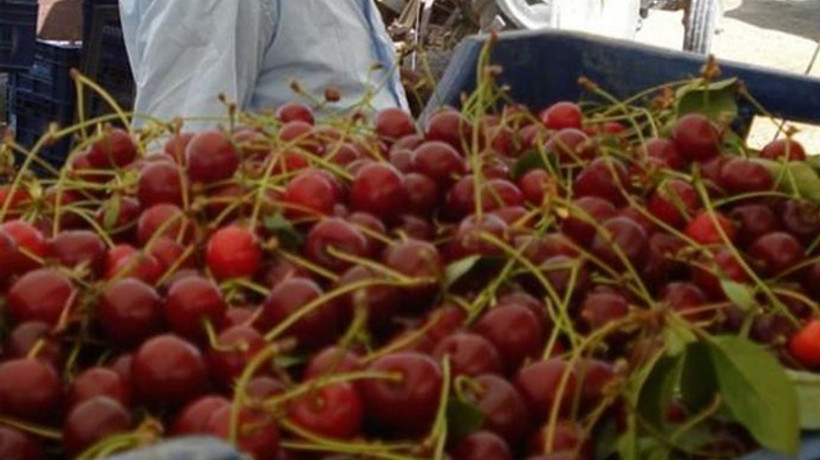 Vişnede fiyatlar üreticiyi üzdü