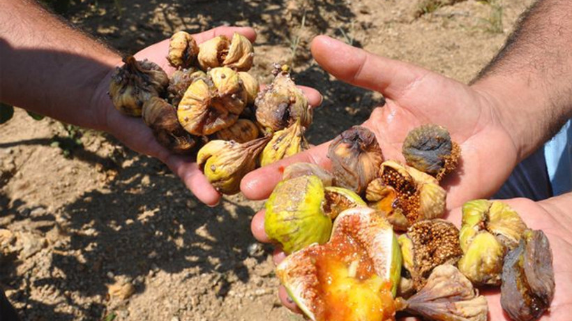 İnciri yağmur vurdu, çiftçiler dertli