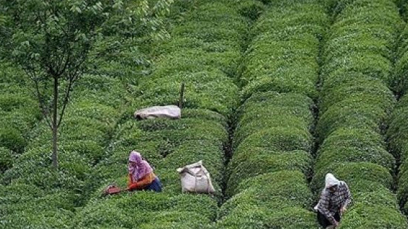 ÇAYKUR'dan bayram müjdesi!