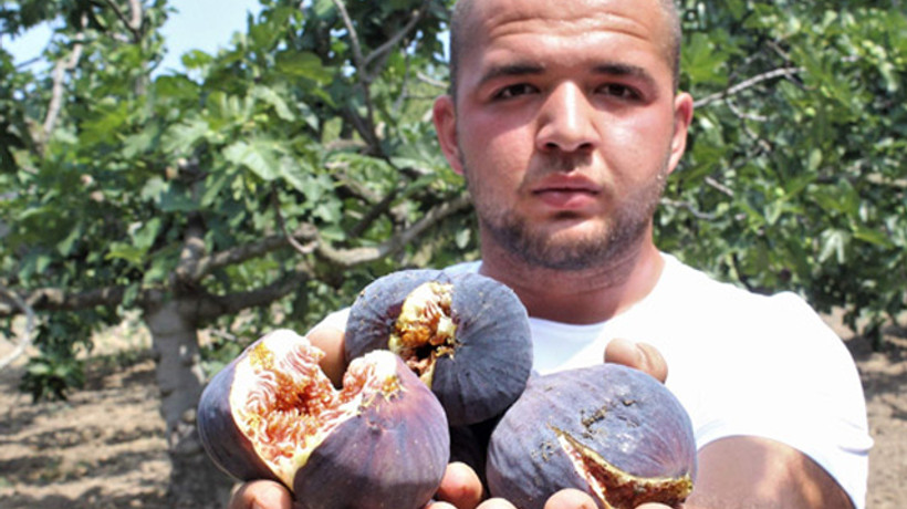 Sadece Bursa'da yetişiyor!