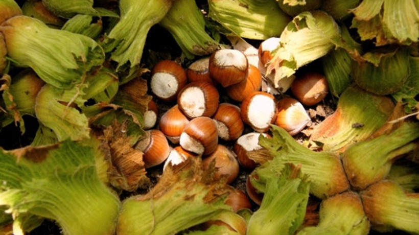 Ferrero’dan 2018 fındığına 11 lira 25 kuruş