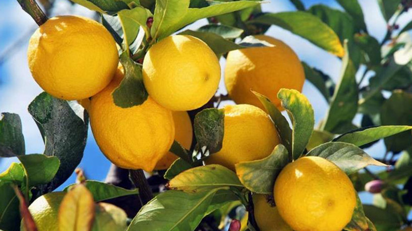 Limon fiyatları aldı başını gidiyor