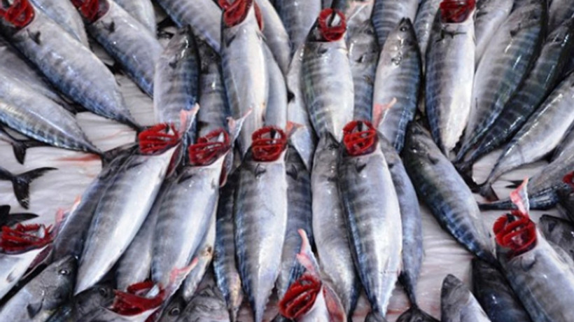 Balıkçının umudu palamut!