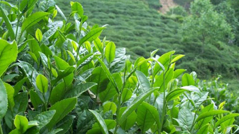 Çay ihracatı kazandırıyor