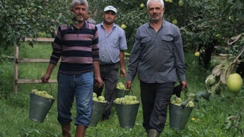 Deveci armutlarının hasadı başladı!