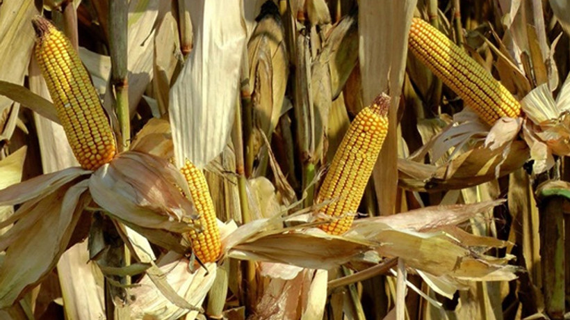 Bakan Pakdemirli'den mısır üreticisine müjdeli haber