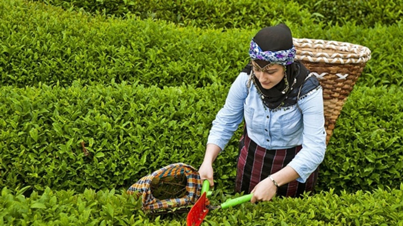 ABD'ye çay ihracatı artacak