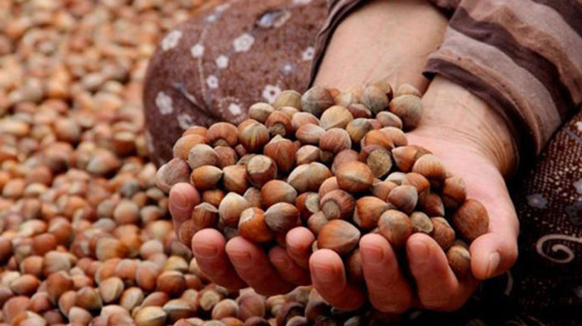 Giresun'da TMO fındık alımına başladı