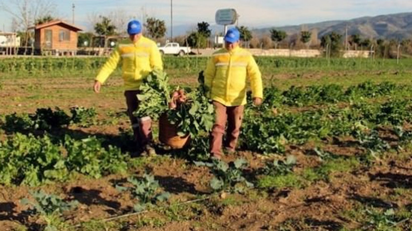 Ata tohumları yeniden hayat buluyor