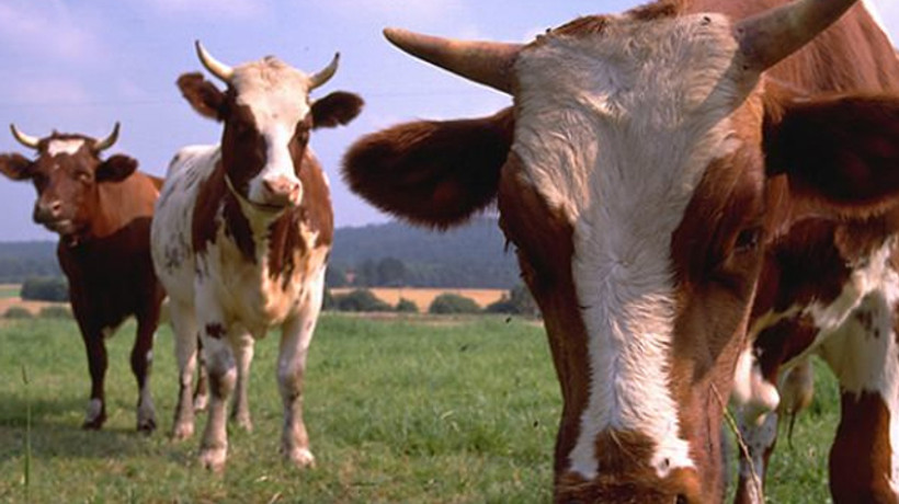 Büyükbaş hayvan sayısı arttı