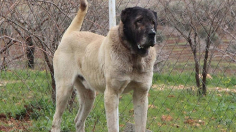 Otomobil fiyatına köpek!