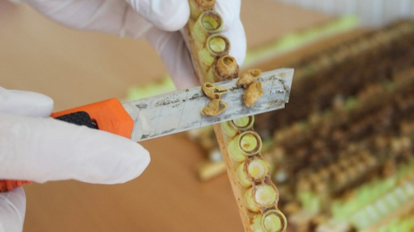 Arı sütünün kilosu 10 bin TL