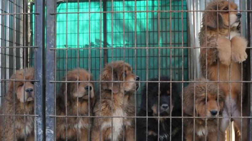 Tanesi 150 bin TL! Bursa'da yetiştiriliyor