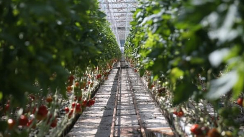 Teknolojik serada üretilip Avrupa'ya satılıyor