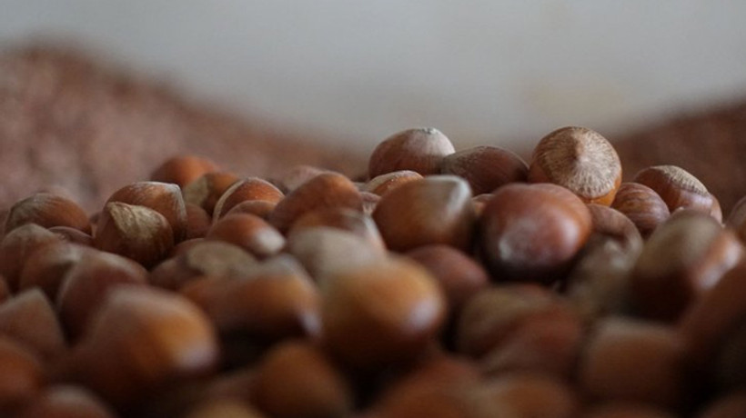 Fındık ihracatında hedef 290 bin ton