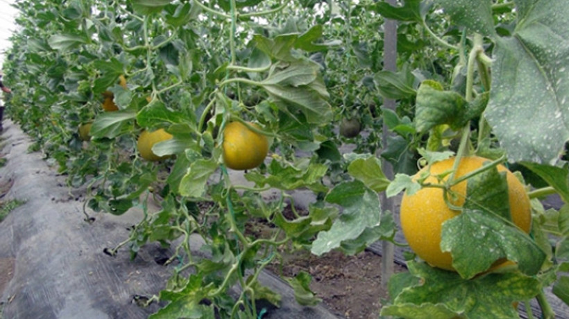 Türkiye'nin ilk kavun hasadı Mersin'de başladı