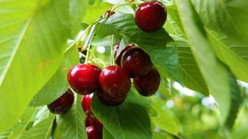 Kiraz üreticisi yeni sezondan umutlu