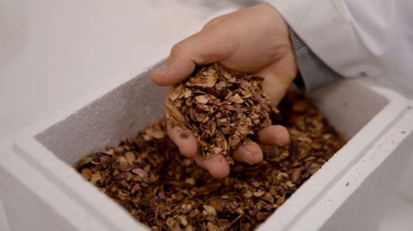 Buda yeşil altın! Dışı da en az içi kadar değerli