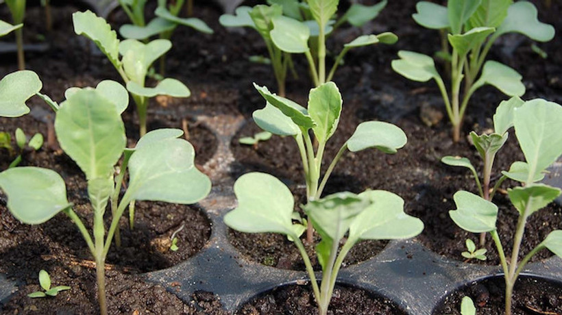 Güneydoğu'da sebze fideleri toprakla buluşuyor