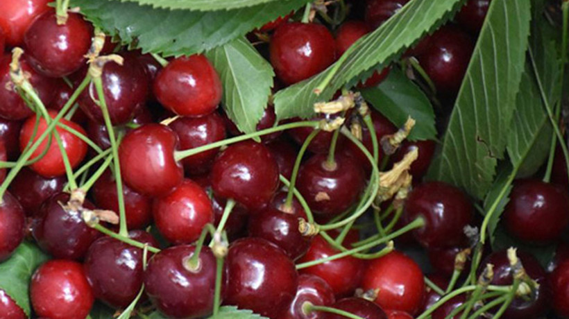 İhracatlık kirazda fiyat üreticiyi sevindirdi