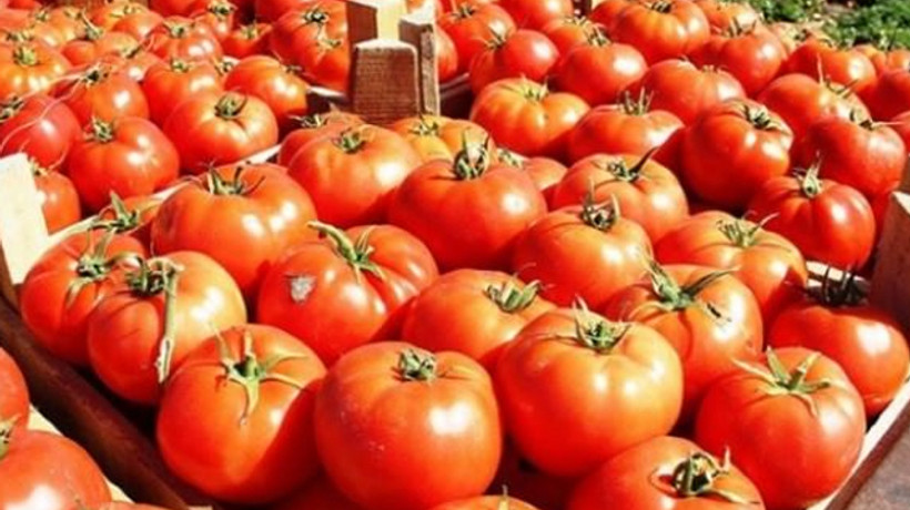 Türkiye 57 ülkeye domates ihraç etti