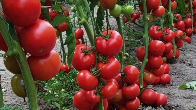 Domateste hedef 1 milyar dolarlık ihracat