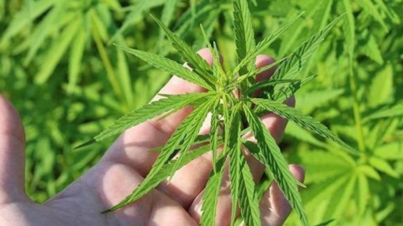 Kenevir üretiminde yerli tohum atağı