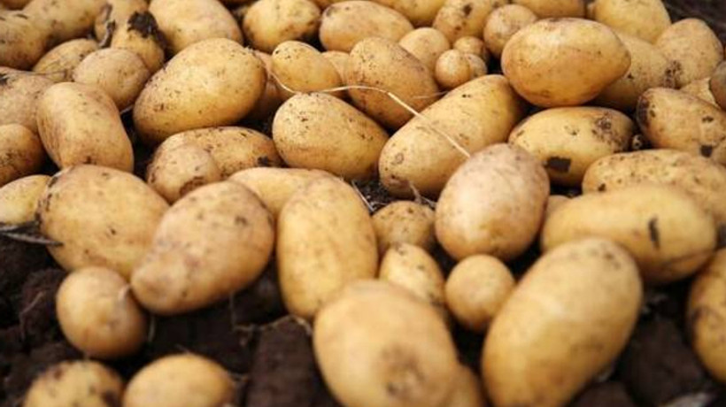 "Nahita" görücüye çıktı