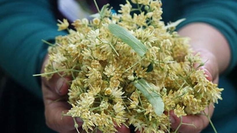 Ihlamurdan bal akıyor